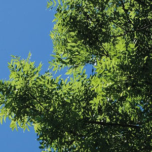 Spring LED Ceiling Lights