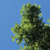 Spring LED Ceiling Lights